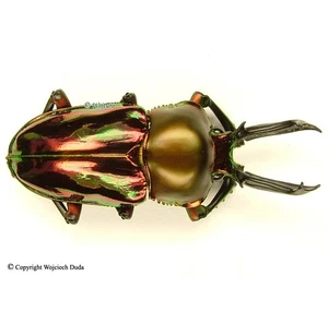 Phalacrognathus muelleri -M, beautiful Red form, large 57mm, A- - Bild 1 von 1