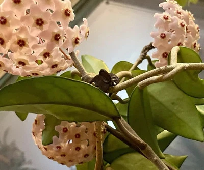 One Hoya Live Rooted plant Sweet Fragrant - Image 1 of 2