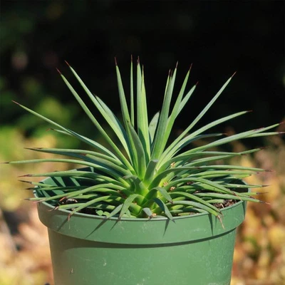Agave stricta ‘Hedgehog Agave’ cactus Cacti Succulent real live plant - Image 1 of 4