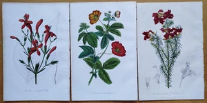 Lot of 6 Prints (A) - Van Houtte Flore de Serres Original Print - 1853 - Picture 1 of 4