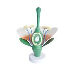 Anatomical Flower Leaves and Stamens Model, Anatomical Flower Stamens Model