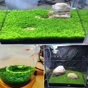 5g / Tasche Plant Seed Aquarium Wasser Gras Deko Garten Foreground * ⊿ - Bild 1 von 15