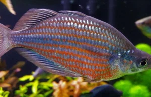 2 PACK M/L Doriyti Rainbow Fish - Glossolepis Doryti live Fish FAST SHIP - Picture 1 of 1
