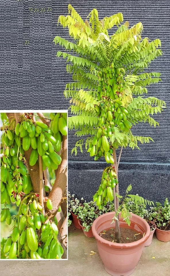 Riesengurke reich tragende Bäume frosthart immergrün schnellwüchsig Topfpflanzen - Bild 1 von 1