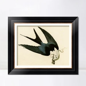 Lienzo enmarcado impresión giclee halcón cola golondrina por John James Audubon decoración del hogar - Imagen 1 de 13