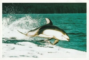 Alte Postkarte - Pacific White Sided Dolphin - Bild 1 von 1
