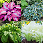 100 Seed Mixed Hosta Seed Plantain Lilies Jardin Perennials Lily Flower Seeds