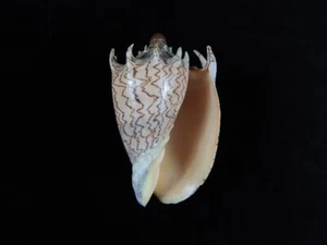 Sea shell Voluta imperialis f.robinsona 143.6mm ID#9012 - Foto 1 di 4