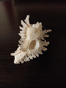 Rare F+++ MUREX MONODON Seashell 69.21mm - Picture 1 of 11