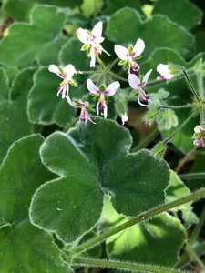 RARE UNIQUE FUZZY MINT SCENTED PELARGONIUM GERANIUM - 3 X 6" LIVE PLANT CUTTINGS - Picture 1 of 11