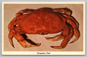 Dungeness Crab Postcard - Picture 1 of 2