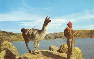 Postal: Hombre tocando flauta, llama, lago Titicaca, BOLIVIA - Imagen 1 de 2