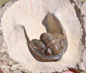 Fósil de trilobite, Diademaproetus praecursor, de Marruecos #1 - Imagen 1 de 6