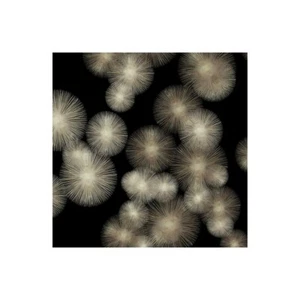 Stampa su Tela su Carta Poster o Quadro Young Abby Pewter Sunbursts - Picture 1 of 2