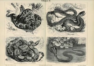 Tafel PYTHON / BOA CONSTRICTOR / RINGELNATTER Original-Holzstich 1889 - Picture 1 of 1