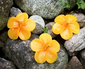 15 Schwimmkerzen Blüten gelb orange Kerzen Blütenkerzen Blumenkerzen Deko Kerze - Bild 1 von 1