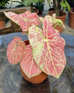 AUTHENTIC Caladium  Majestic 1 bulbs - Picture 1 of 4