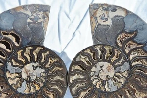 Large Black Ammonite Pair Great Crystals  7.3" 110myo XXL Fossil 185mm 3039ys - Picture 1 of 11