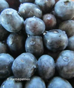 Vaccinium 'Bluegold '- Blaubeere - Heidelbeere - Pflanze 70-100cm - Bild 1 von 1