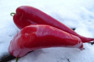 Pimienta Chervena Chuska - pimienta dulce y picante de paredes gruesas - Imagen 1 de 1