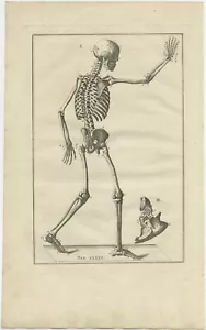 Antica stampa anatomica dello scheletro umano - Foto 1 di 1