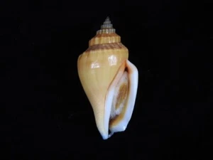 Sea shell Strombus urceus 52,3 mm ID#7493 - Imagen 1 de 3