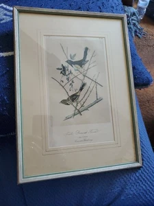 Audubon Birds Octavo 1ª Edición 1840 Litografía Pl 195 Towhe Ground Finch 20 Por 10" - Imagen 1 de 6