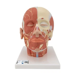 3B Scientific VB129 Human Head Musculature Model with Nerves Anatomical Model - Picture 1 of 4