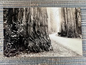 RPPC Redwood Highway California Giant Tree Real Photo Postcard - Picture 1 of 2