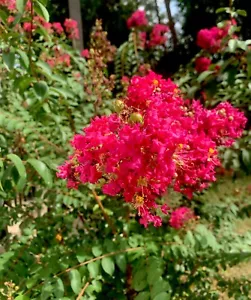 6+ Pink Crepe Myrtle Cuttings Fresh Cut 12”+ Young Growth Live Packed Native - Picture 1 of 5