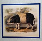 Large Postcard Old English Breed of Pig from a painting by William Shiels 1842