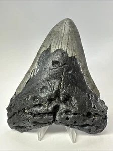 Megalodon Shark Tooth 5.50 inch - Huge - Wide Fossil - Authentic - Real 18744 - Picture 1 of 8