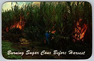 BURNING SUGAR CANE FIELDS BEFORE HARVEST MAUI HAWAII 1970S POSTCARD UNPOSTED