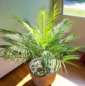 20" Hight Artificial Fork Tropical Plastic Plant Small Tree 15 Leaves (#@142) - Picture 1 of 4