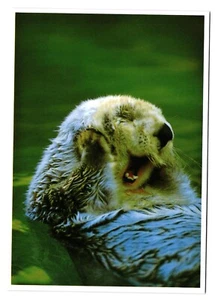 Postcard Big Sur California - Sea Otter - Picture 1 of 2