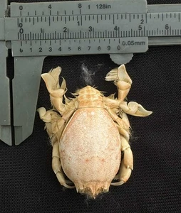 CRABS/Deep sea crab species preserved dried crabs - Picture 1 of 2