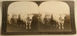 VACAS ORDEÑERAS HOLSTEIN GANADO ROTTERDAM HOLLAND ESTEREOVIEW - Imagen 1 de 2