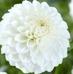 Dahlia : White : Marcus Big Ball: $23.99 Per Bulb Free Postage - Bild 1 von 1