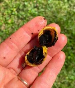 Big Blackberry Jam Fruit Tree (Randia formosa) – 2–3ft Live Plant (No CA/HI) - Picture 1 of 6
