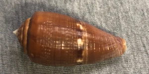 Conus coccineus (Scarlet Cone) 40.2mm !!! - Picture 1 of 3