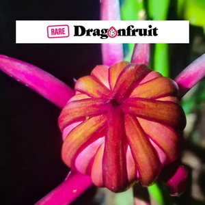 Red jade (purple bloom)- Hylocereus guatemalensis X Australia Dragon Fruit x3 - Picture 1 of 3