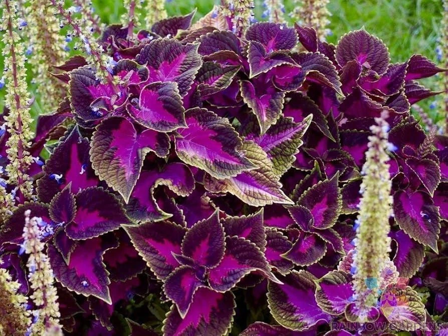 25 + 紫色龙 Coleus 种子用于花园种植 - 美国 - 免费送货! — 第 1/1 张图片