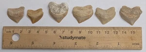 SIX 70 Million year old Squalicorax Fossil CROW SHARK TEETH (#Z470) - Foto 1 di 1