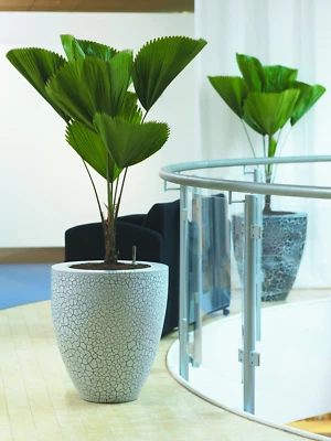 Licuala grandis (Ruffled Fan Palm Tree) 5 Seeds | RARE Indoor House Plant | UK  - Image 1 of 3