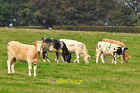 Photo 12X8 Taunton Deane District : Grassy Field & Cattle Chipstable Cattl C2014