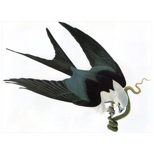 John J Audubon Schwalbenschwanzfalke KÜHLSCHRANKMAGNET, Birds of America Beute - Bild 1 von 1
