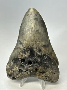Megalodon Shark Tooth 4.82 inch - Unique - Colorful Fossil - Authentic 18971 - Picture 1 of 8