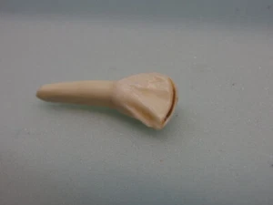 Tier Zähne echt Schneidezahn vom Rind - Bild 1 von 2
