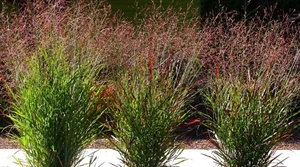3 x Panicum virgatum 'Cardinal' (Ziergras/Gräser/Stauden/winterhart) Rutenhirse - Bild 1 von 4