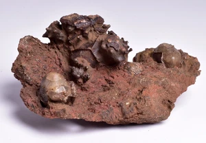 CRINOID FOSSIL , CALCEOLISPONGIA, PERMIAN, WESTERN AUSTRALIA CR02 - Bild 1 von 7